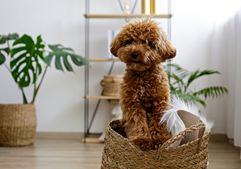 A brown curly full-grown maltipoo smiling for the picture. This image showcases the unique combination of the maltese and the poodle.