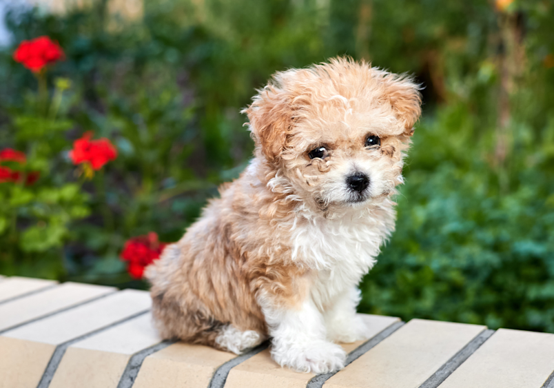 A brown and white, curly maltipoo puppy sitting on a brick fence in the garden, against a background of greenery and red roses. This is the cutest result of a maltese and poodle mix.