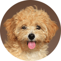 Maltipoo Dog Breed
