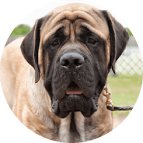 Mastiff Dog Breed