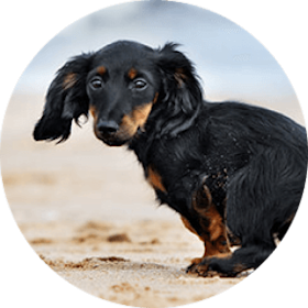 Miniature Dachshund Dog Breed