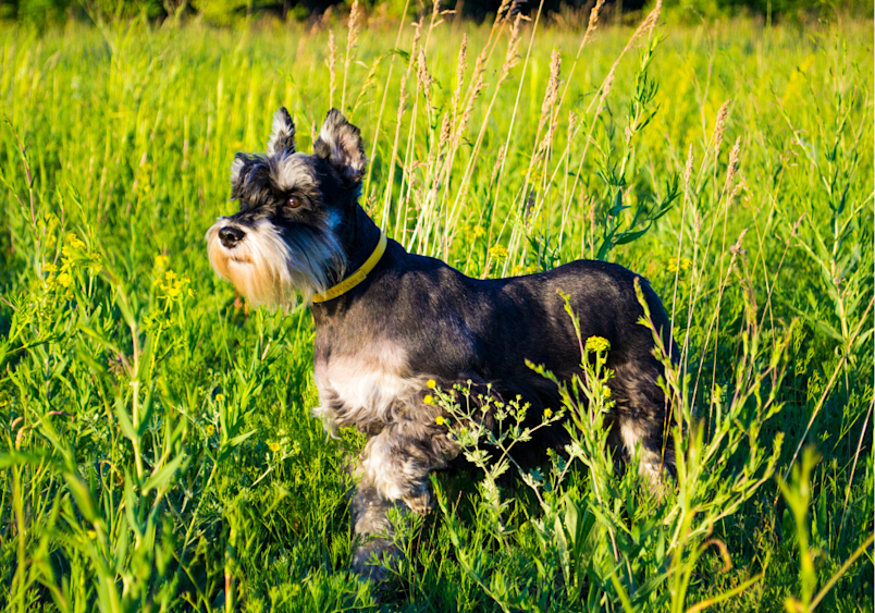 This miniature schauzer is looking like a trusty security guard but is actually a friendly and an affordable furry companion.