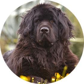 Newfoundland Dog Breed
