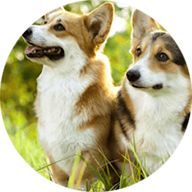 Pembroke Welsh Corgi Dog Breed