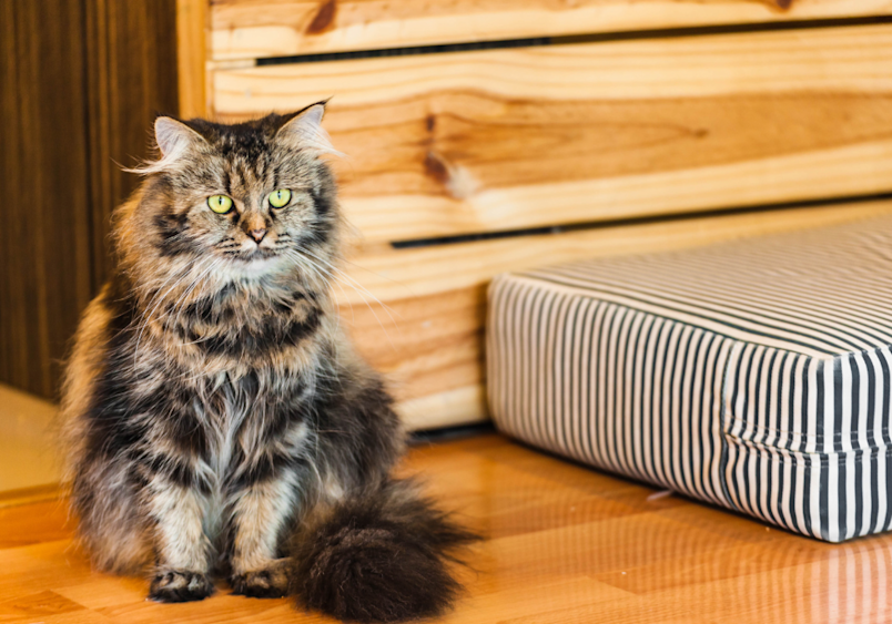 Persian cat