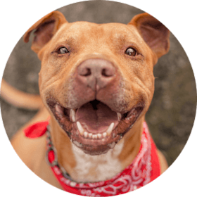 Pet Insurance for Pitbulls