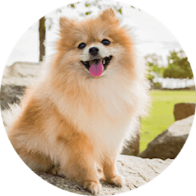 Pomeranian Dog Breed