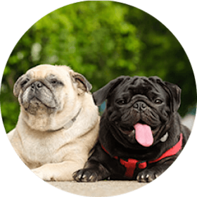 Pug Dog Breed - a black pug and a tan pug sitting next to each other