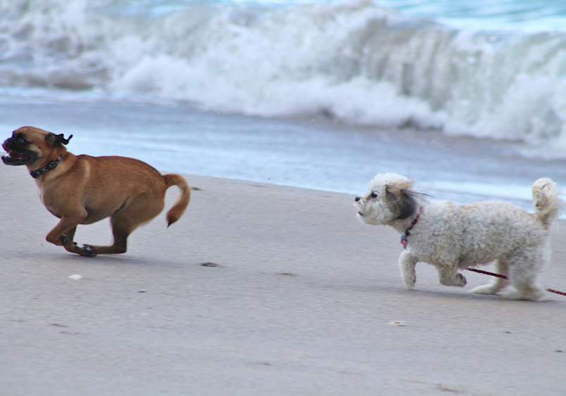 A pug and poodle chasing each other on the beach. If you mix these two dog breeeds together, you get pugapoo puppies.