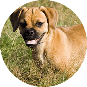 Puggle Dog Breed