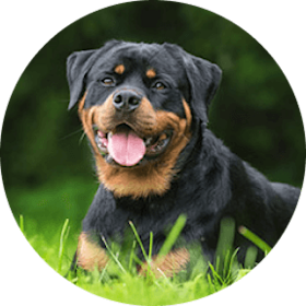 Rottweiler Dog Breed