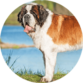 Saint Bernard Dog Breed