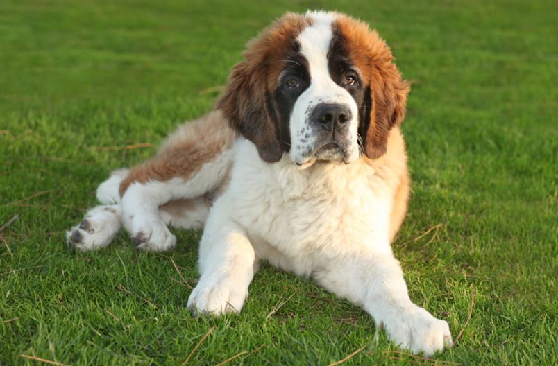 A fluffy Saint Bernard with its droopy eyes looking lovingly at its owner who recently bought pet insurance just for him.