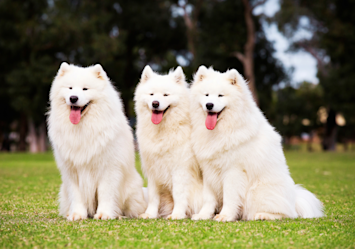 This is an image that screams money, for these Samoyed dogs are one of the most expensive dog breeds you can find out there.