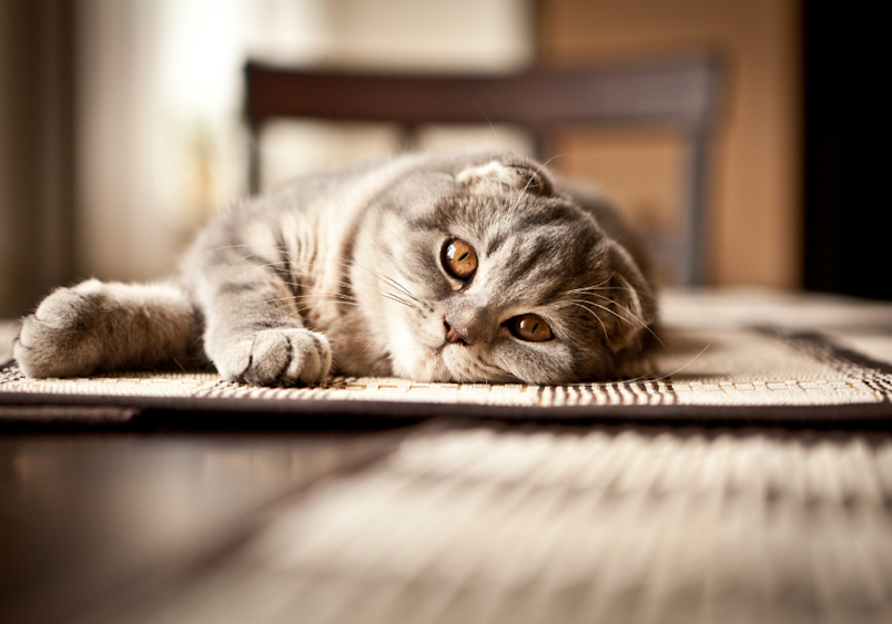This gray scottish fold cat is seen lying on a table while looking intently at the camera with her tantalizing bright yellow eyes.