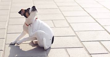 scratching dog
