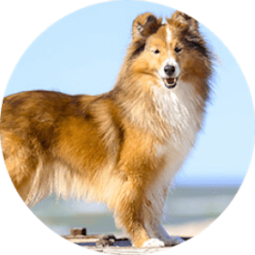 Shetland Sheepdog Dog Breed