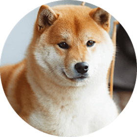 Shiba Inu Dog Breed