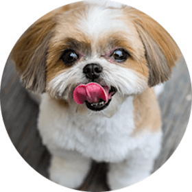 Shih Tzu Dog Breed