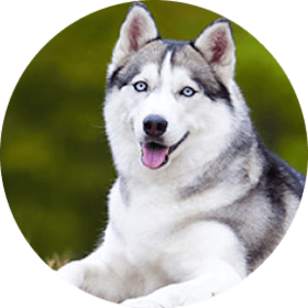 Siberian Husky Dog Breed