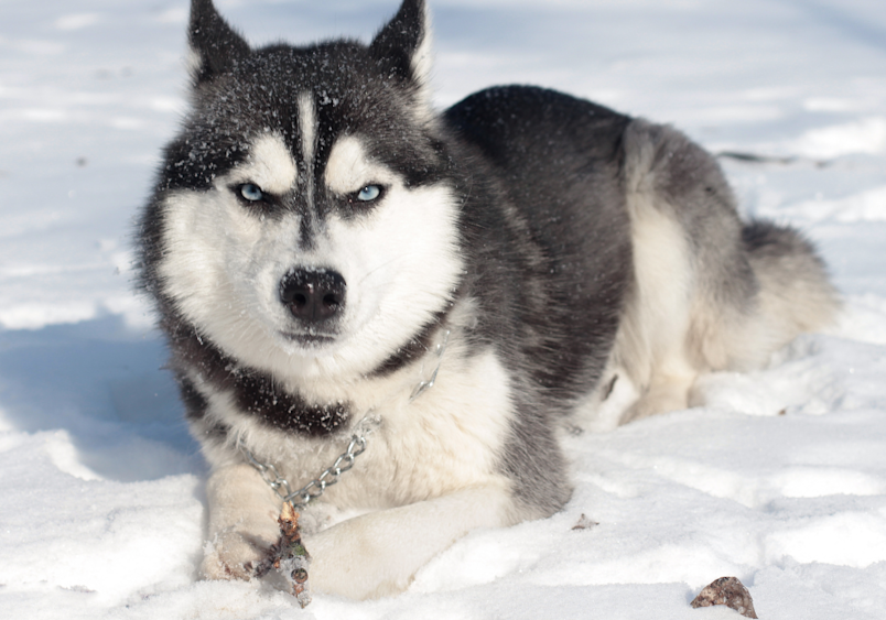 The Husky has a thick black and white coat, and its piercing gaze is focused directly at the camera, giving it an intense and powerful presence. Snowflakes are visible on its fur, emphasizing the cold, wintry environment.