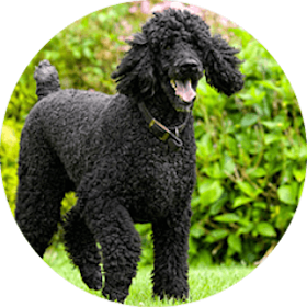 Standard Poodle Dog Breed