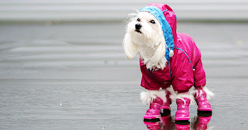 Teaching a Dog to Wear Boots