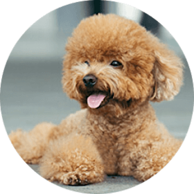 Toy Poodle Dog Breed