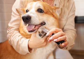 This beautiful dog looks so behaved and happy while its human is trimming its nails. Is this the proper way of trimming a dog's nail? Well, it seems like the dog trusts its owner with how relaxed it looks.