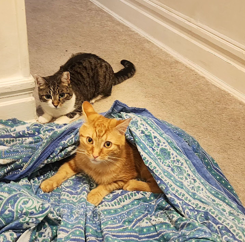 two cats resting after one had a neuter