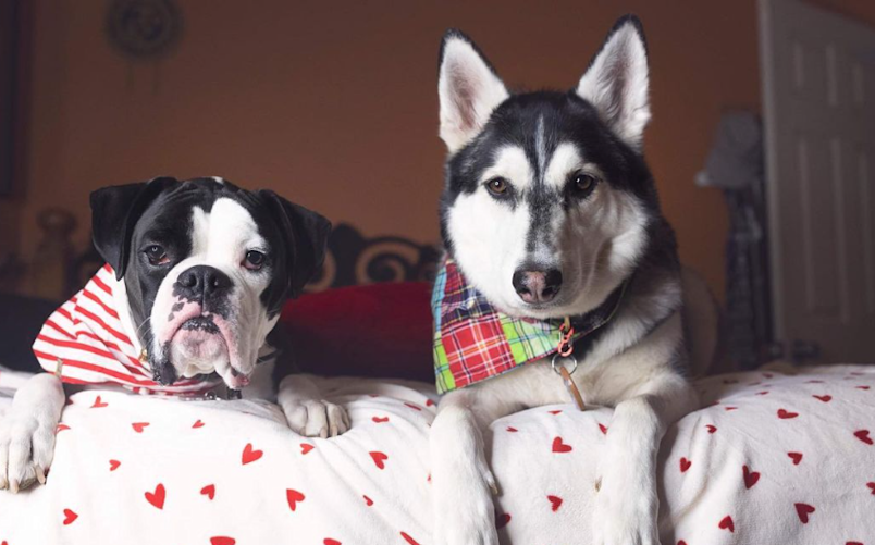 two dogs sitting quietly on a bed after being trained not to bark