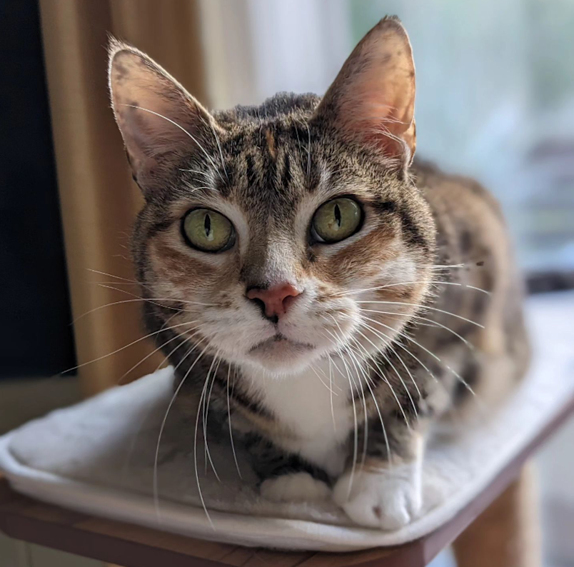 neutered cat looking at the camera and resting on a bed