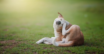 Dog Scratching