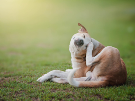 Dog Scratching