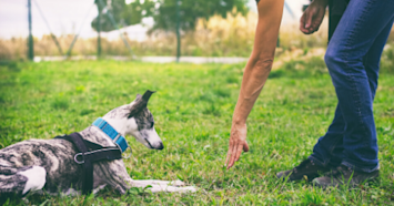 Greyhound Learning Down Command
