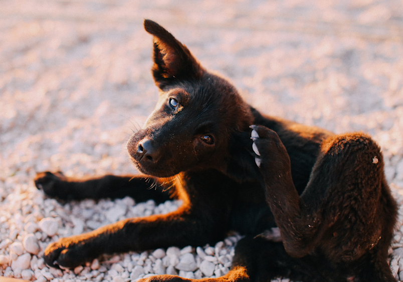 A young black puppy with alert ears lies on cracked, dry ground in warm golden light, its dark coat highlighting what appears to be flaky, dry skin.