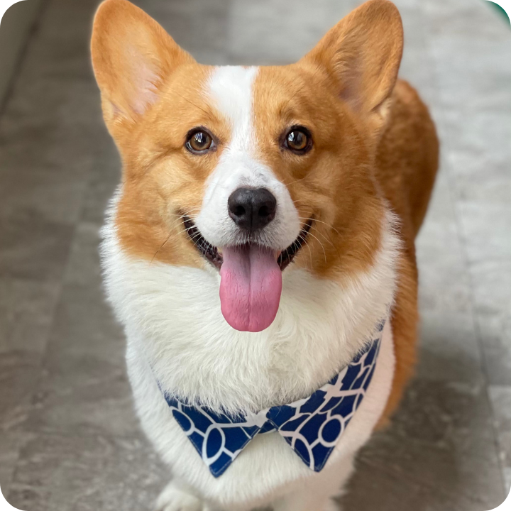 A happy Welsh Corgi with reddish-brown and white fur wearing a blue patterned bandana sits on a gray floor with its tongue out, smiling at the camera - a cheerful pet that might benefit from comprehensive pet insurance that covers physical therapy for injuries or mobility issues.