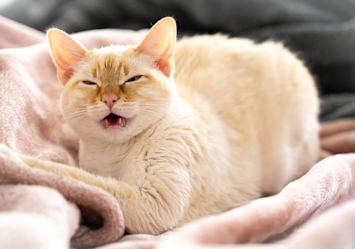 A cream-colored cat with squinted eyes and slightly open mouth resting comfortably on a soft blanket, possibly displaying subtle feline herpes symptoms like squinting that pet owners should monitor - a reminder that cats with feline herpesvirus (FHV) can still live comfortable lives with proper care despite occasional flare-ups.