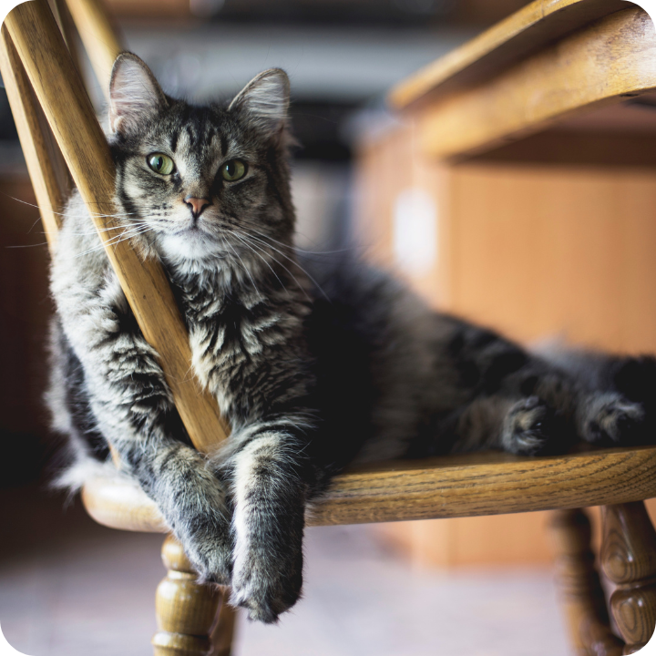 A long-haired gray tabby cat with striking green eyes lounges comfortably across a wooden chair, stretching one paw forward in a relaxed posture that demonstrates the kind of mobility and joint health that might require pet insurance covering physical therapy if the animal were to experience injury or arthritis.