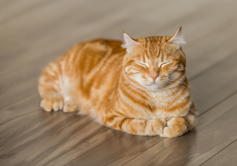 An orange tabby cat with squinted eyes resting on a wooden floor, possibly showing subtle signs that could be associated with feline herpes like eye squinting - a reminder that cats with feline herpesvirus may experience occasional symptoms but can still maintain comfortable lives with appropriate management of FHV.