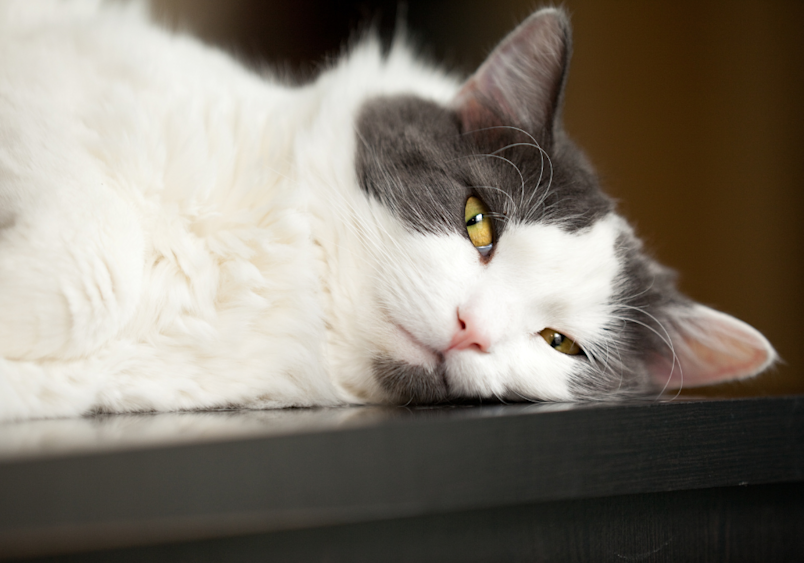 A gray and white cat resting with its head on a surface, showing slightly watery eyes that could indicate early feline herpes symptoms - a common condition that causes respiratory issues in cats with feline herpesvirus but can be managed with proper veterinary care to ensure a normal life expectancy.