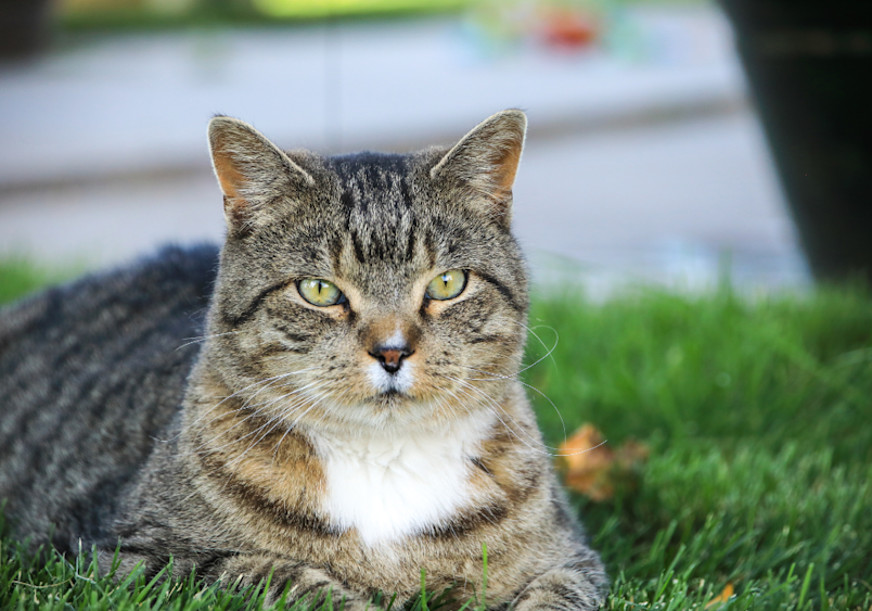 A striking gray tabby domestic shorthair cat with luminous yellow-green eyes rests comfortably on bright green grass, displaying the classic DSH facial markings with distinctive brown and white chest fur that highlights this breed's attractive coloration and relaxed yet alert personality.