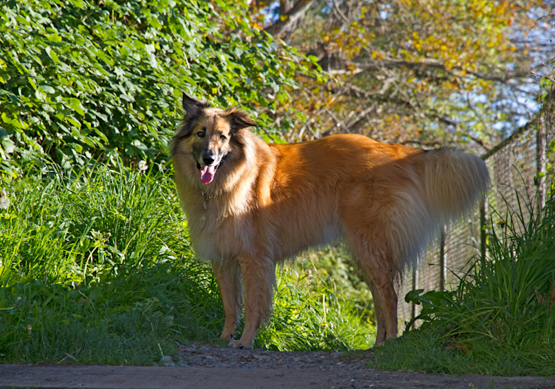 A Belgian Tervuren with a golden-brown coat stands alertly on a dirt path, its thick fur gleaming in the sunlight while surrounded by green foliage - this elegant Belgian shepherd dog displays the characteristic long hair and proud stance of the breed.