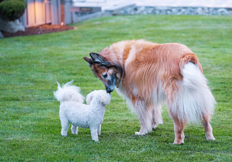 A golden-red Belgian Tervuren meets a small white dog on a grassy lawn, the elegant Belgian shepherd's long flowing coat contrasting beautifully with its tiny companion as they share a curious moment together.