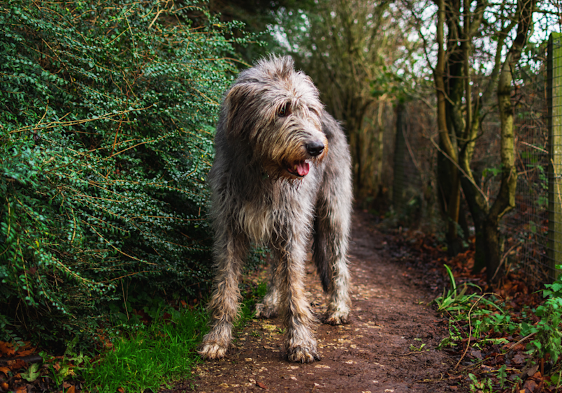 A shaggy Irish Wolfhound stands calmly on a forest path surrounded by greenery, showcasing the relaxed temperament that makes these gentle giants one of the most laid-back dog breeds for owners seeking a chill, medium to large companion with a mellow disposition.