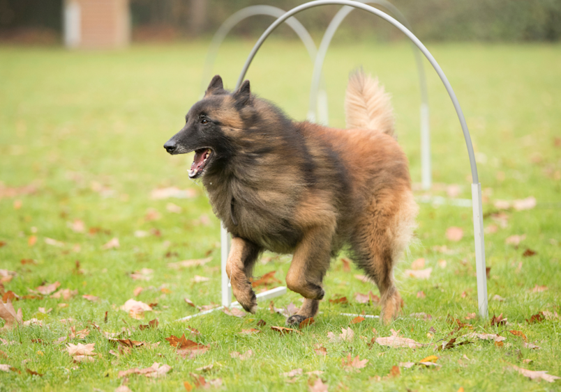 A Belgian Tervuren demonstrates impressive agility as it races through an obstacle course hoop on a grassy field, its healthy dark-tipped coat flowing gracefully while showcasing the breed's natural athletic ability and enthusiasm for training exercises.