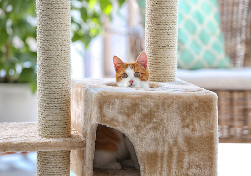 Orange and white cat peeking over the top of a beige cat condo with scratching posts, showcasing how providing enrichment items like cat trees can help a cat with separation anxiety by creating security and comfort when owners are away.