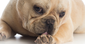up close of pug licking paw