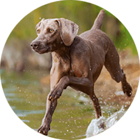 Weimaraner dog breed