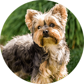 Yorkshire Terrier